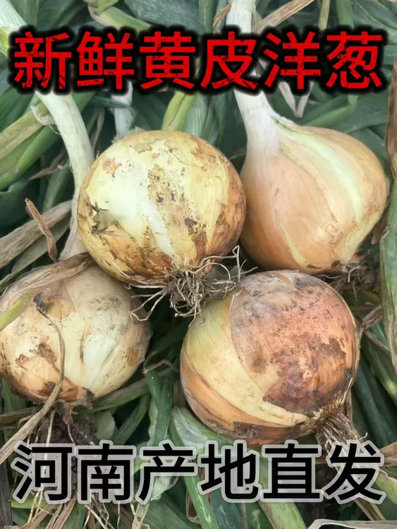 【产地直发】河南黄皮黄皮洋葱现挖新鲜蔬菜脆甜多汁红皮圆葱头凉拌