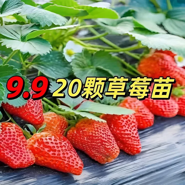 四季种植草莓苗奶油章姬红颜阳台小院种植幼秧苗四季结果多茬采收