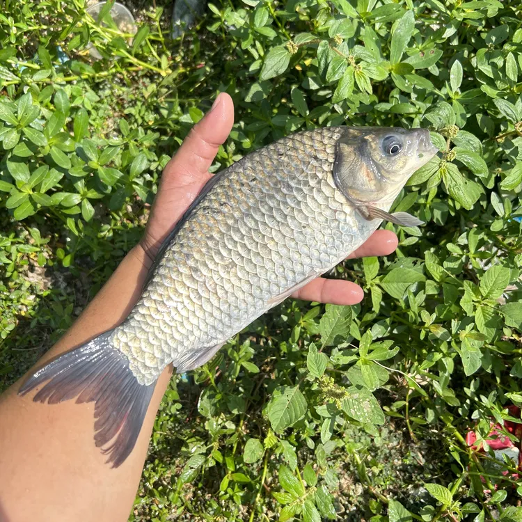 大板鲫鱼  高背鲫 中科五号鲫鱼 麻鲫 宠物活体观赏鱼