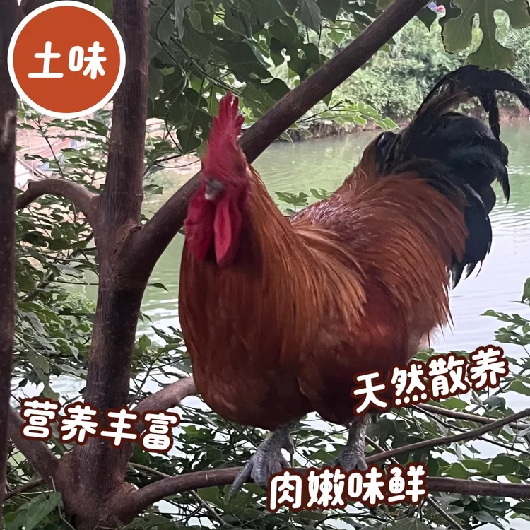 【农村竹林散养360天】走地鸡溜达鸡五谷喂养活鸡现杀快递冷链包邮