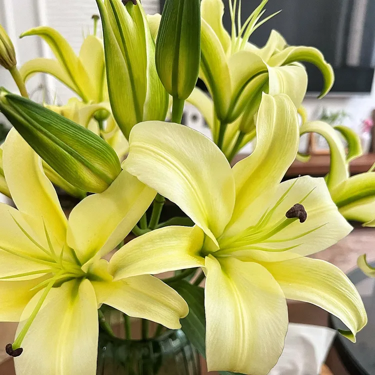 大花包黄天霸香水百合花香味浓郁真花鲜花云南基地批发室内装饰花