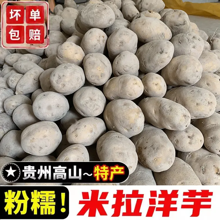 贵州特产黄皮黄心米拉洋芋土豆新鲜高山老品种黄皮马铃薯农家自种