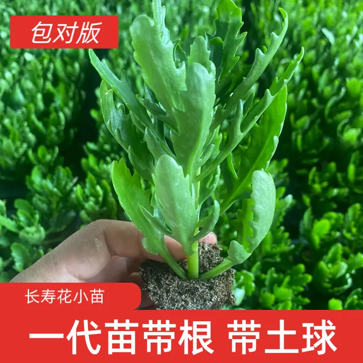 长寿小苗对版对色