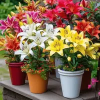 【百合带盆带土栽好发货】进口香水百合种球室内外阳台盆栽绿植花卉