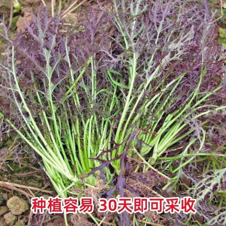 紫京水菜种高产新种春季四季耐寒紫水晶菜种子紫金营养京水菜籽