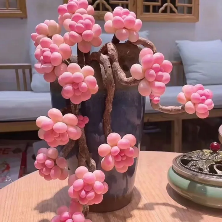 新品桃蛋老桩多头群生多肉植物盆栽肉肉新手办公室创意花卉绿植防