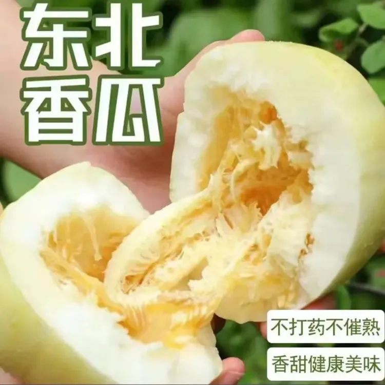 东北头茬香瓜金妃 黑土大地产地现摘现发 金飞香瓜 包邮