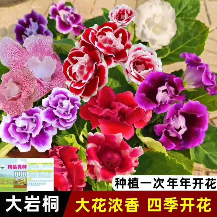 *优质大岩桐花种子重瓣芙蓉花种子四季播种室内外阳台盆栽观赏花