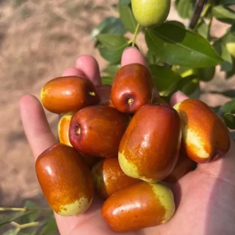 正宗朝阳平顶枣脆甜多汁。  中通快递