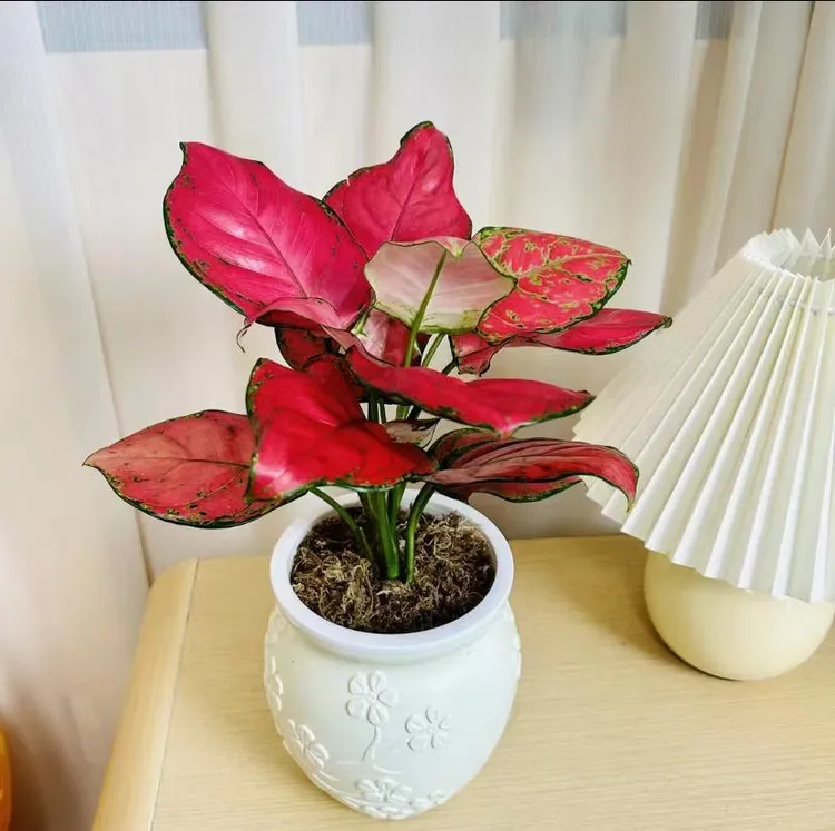 吉利红室内观叶植物小桌面吸水盆栽四季好养的绿植