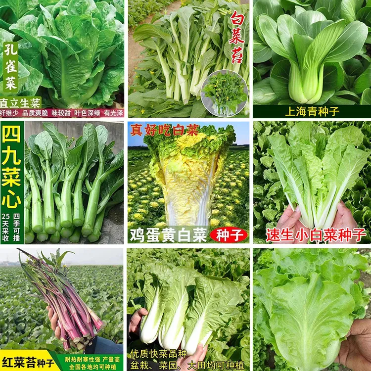 家庭蔬菜种子大白菜菜心白菜籽快菜上海青小白菜孔雀罗马生菜种子
