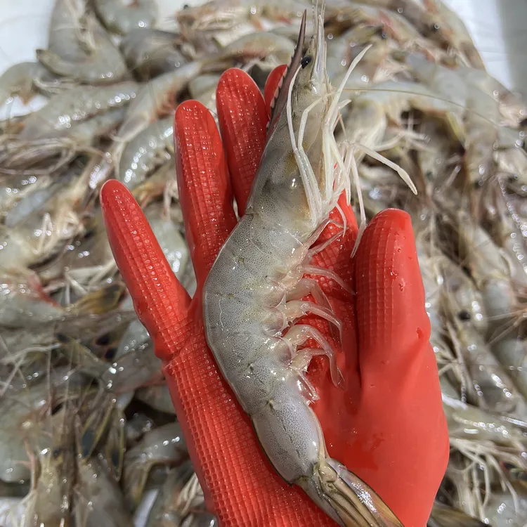 【小花家】渤海湾野生对虾（可能会有个别野生对虾竹节虾冷冻发货）