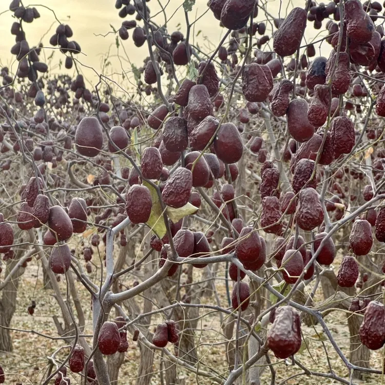 新疆和田原生态未加工未清洗自然吊干和田大枣产地直发包邮