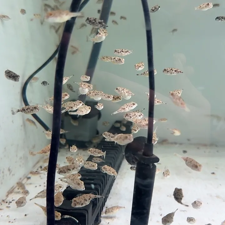 新奇宠物斑马狗头鱼苗淡水热带观赏鱼新手体验学习饲养狗头鱼