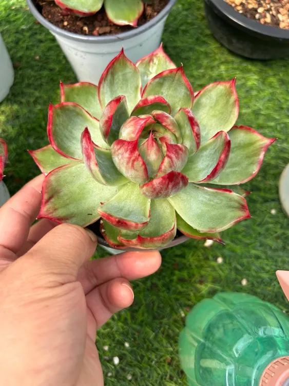 精品拉丝惊鸿仙子多肉植物四季好养适合办公室阳台盆栽