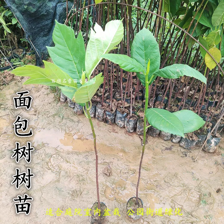 面包树苗盆栽绿植面包树小苗四季常绿庭院花卉植物南北方种植