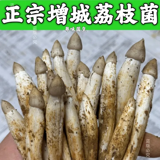 正宗增城荔枝菌纯野生新鲜鸡枞菌五月菇夏至菇食用菌蘑菇爽脆清甜