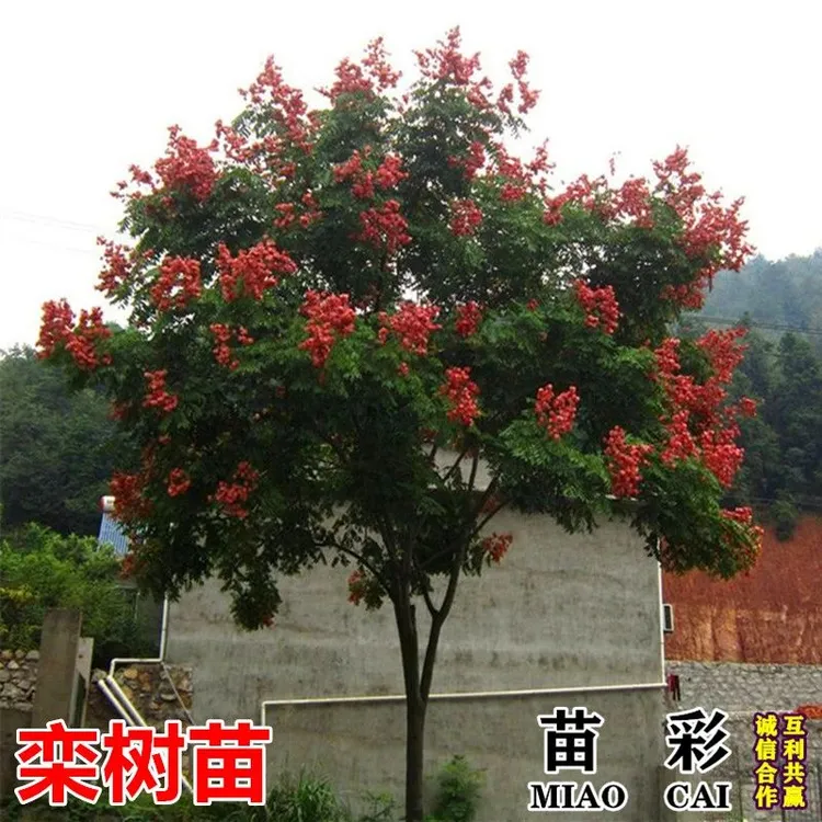 栾树小苗园林栾树黄山栾树栾树绿化苗木行道树庭院风景树苗栾树苗