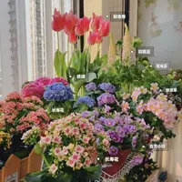 【梦宇的花1】福利盆栽大链接专用 云南鲜花绿植