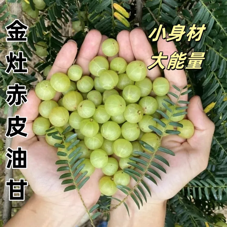 潮汕金灶 新鲜采摘油甘果余甘果牛甘果滇橄榄余甘子 当季孕妇水果