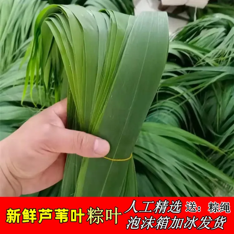 粽叶芦苇叶粽子叶安徽无为长江边配粽绳