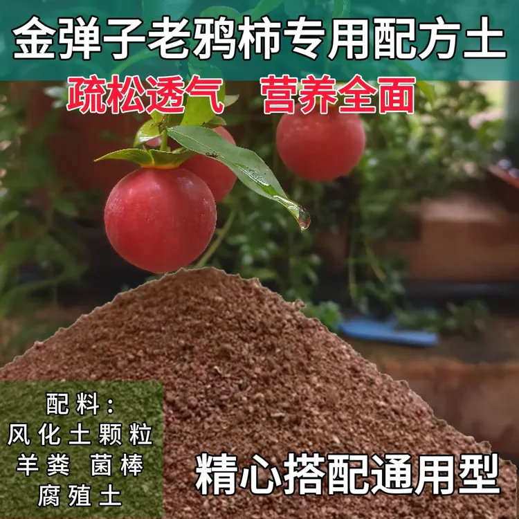 金弹子老鸦柿盆景多肉通用风化石颗粒营养疏松多肉颗粒土