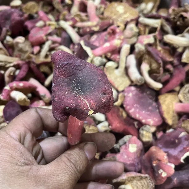 福利款25年新的河南红菇刚刚上市，价格实惠，家家必备的好产品
