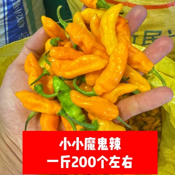 特香特辣小魔鬼辣椒黄辣椒