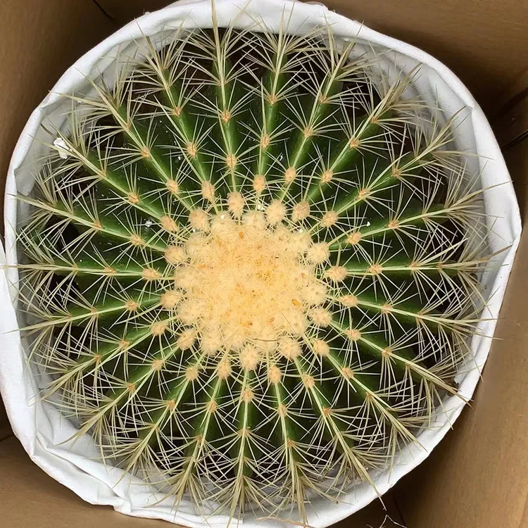 金琥仙人球盆栽室内外办公桌面绿植仙人掌多肉植物花卉防辐射金虎