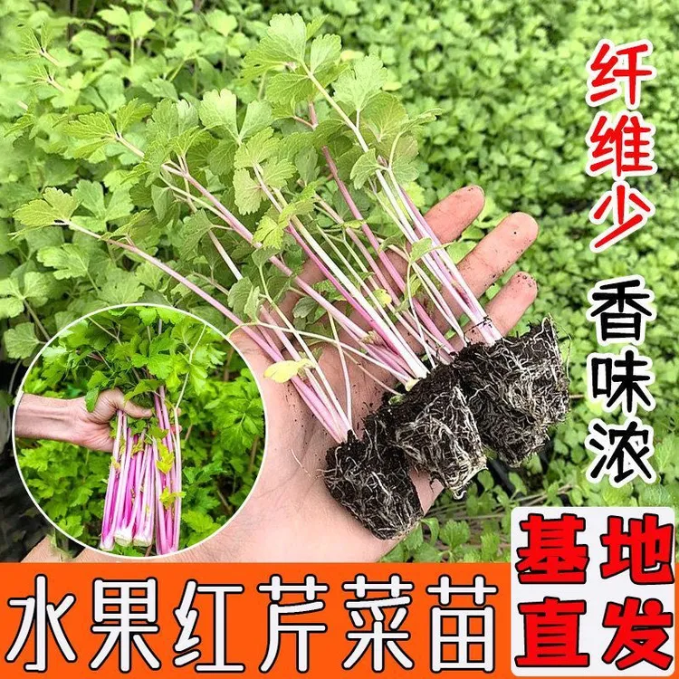 红芹菜苗香芹苗子红芹菜蔬菜种子冬季阳台盆栽四季蔬菜种苗
