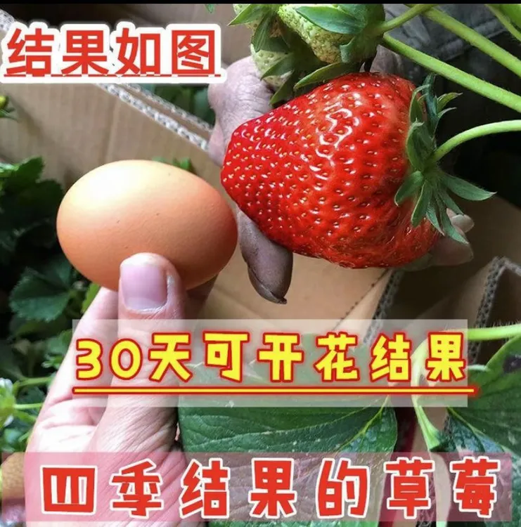 盆栽草莓植苗四季草莓2024草莓热销种子基地苗苗可种苗种批发直销