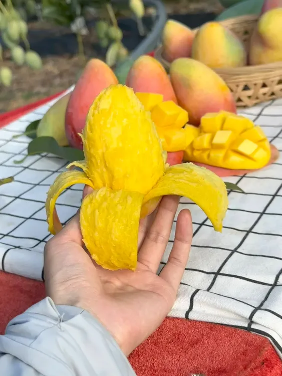 【自然熟】广西百色小台农芒果/可做冻芒果热带新鲜当季水果