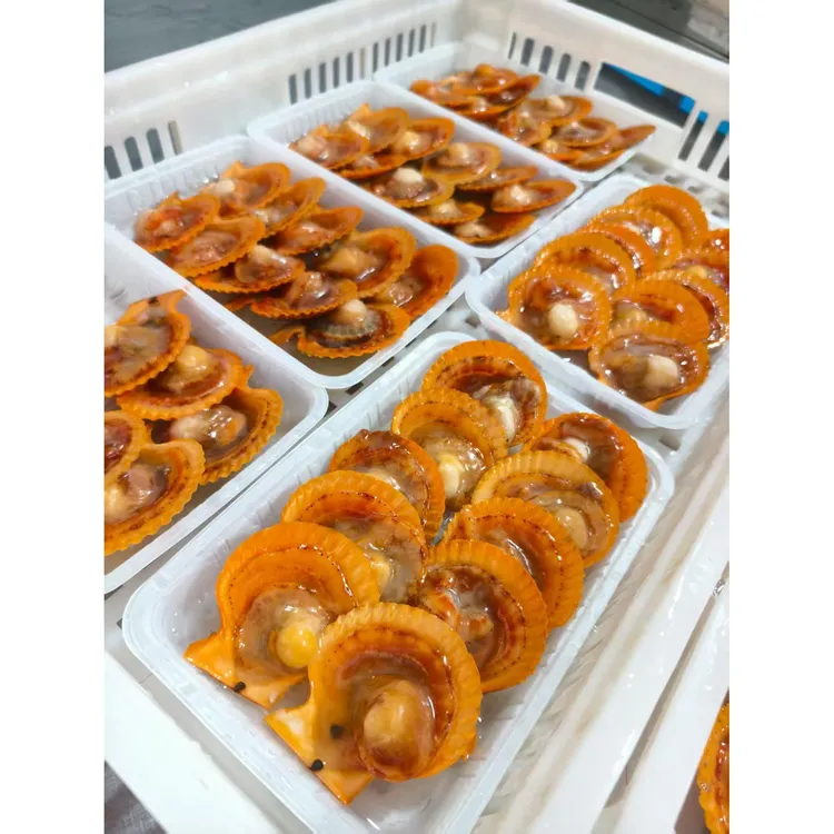 东山新鲜扇贝纯肉品质大个煲汤烧烤食材黄海鲜严选