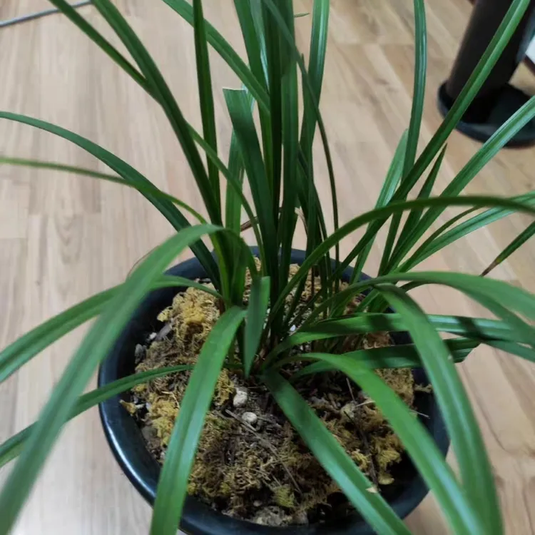 春兰:盆景的首选,绿色的首选,标的是10苗的价格