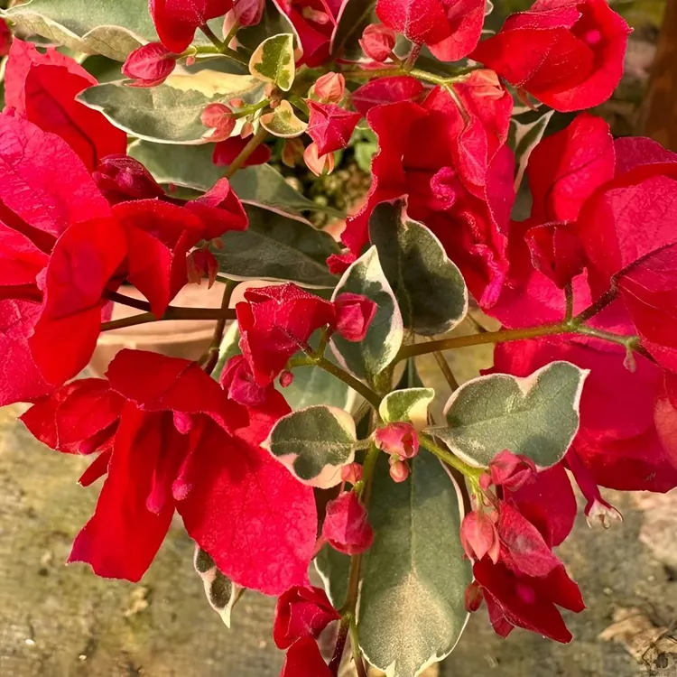 玖肆【金边花叶红】勤花三角梅袋苗四季开花包对版发货