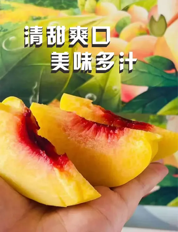 江苏新沂踢球山头茬黄桃新鲜采摘水蜜桃应季爆甜（顺丰包邮）