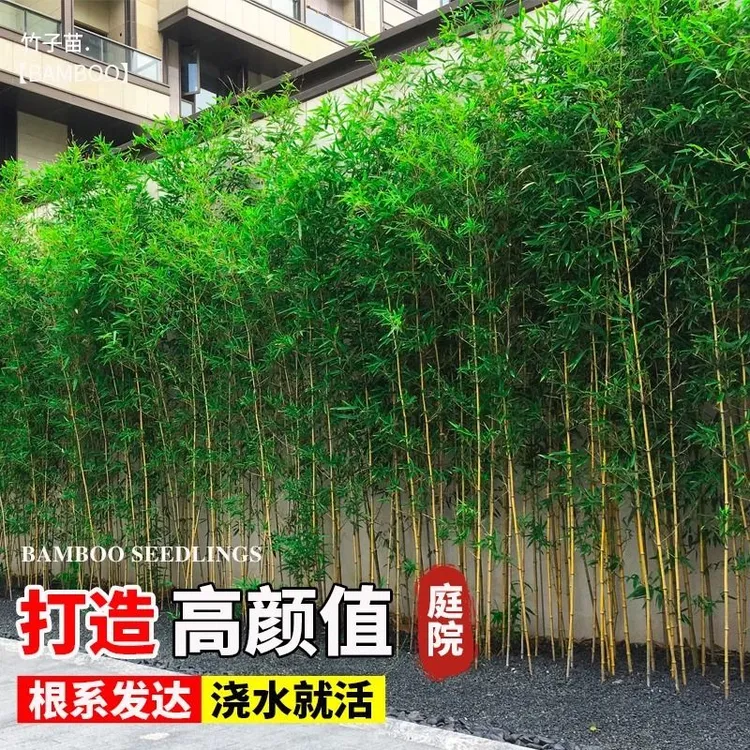全冠不去顶景观竹子苗庭院观赏客厅阳台金镶玉紫竹罗汉万年青耐寒