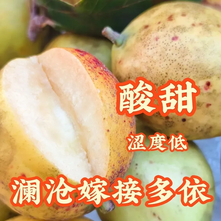 云南特产酸多依渣子果云南特产糯扎渡嫁接多依孕妇水果渣子果