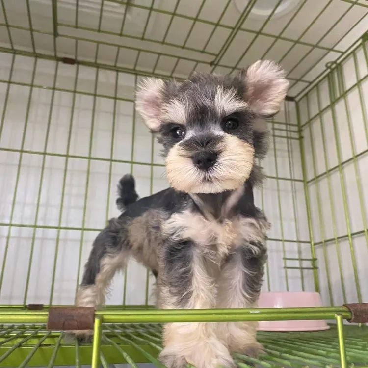 雪纳瑞犬，自家养殖小狗幼崽家庭宠物狗活体精选