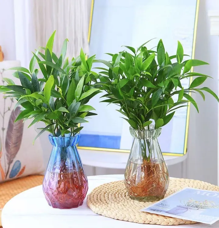 【驱蚊竹】盆栽水培植物高楼室内客厅卧室桌面盆栽花卉绿植盆栽