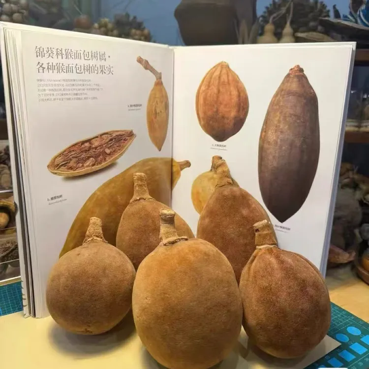 非洲猴面包果一个 包邮