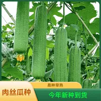 【五袋包邮】长香丝瓜种子早熟丝瓜种子当季阳台小院易种植简单
