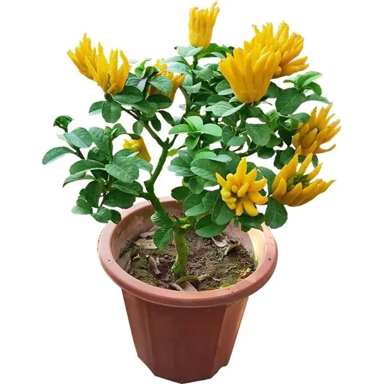 金佛手盆栽佛手大苗室内观果植物盆栽红佛手树千佛手青佛手苗