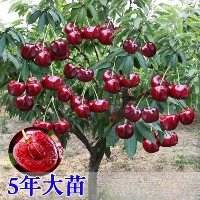 车厘子树苗樱桃树苖南方北方种植盆栽庭院果树矮化樱桃树大樱桃苗