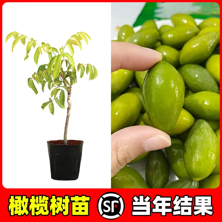 【带营养杯发货】云南甜橄榄苗甜橄榄树苗盆栽南北方种植当年结果