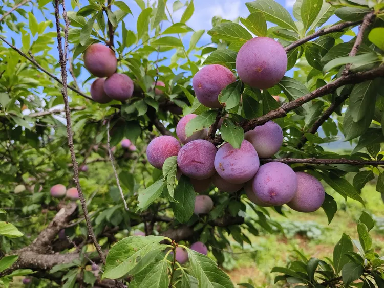 正宗农家三华李  酸甜可口  肉质饱满