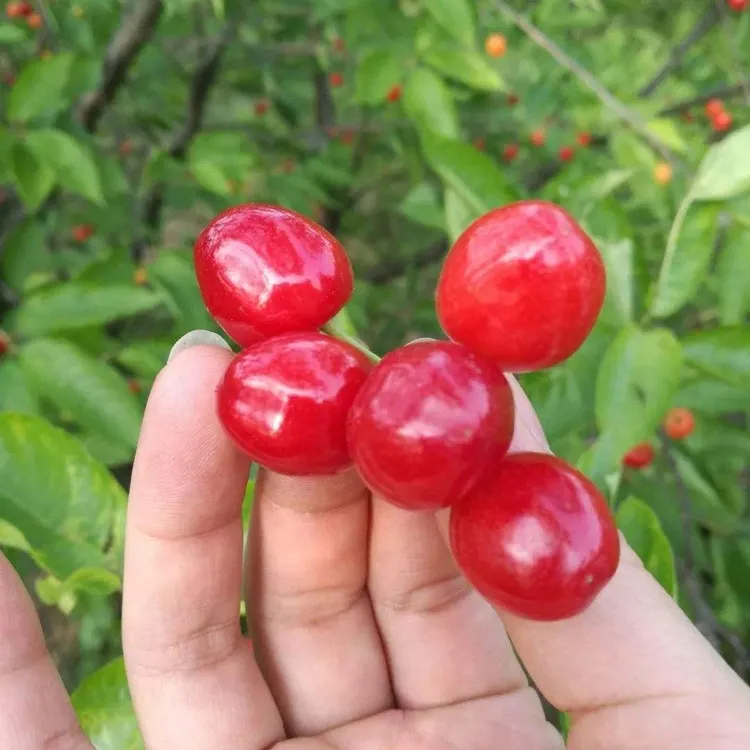 玛瑙红樱桃苗正宗嫁接高效成活盆栽地栽隔年樱桃树苗热销第一名