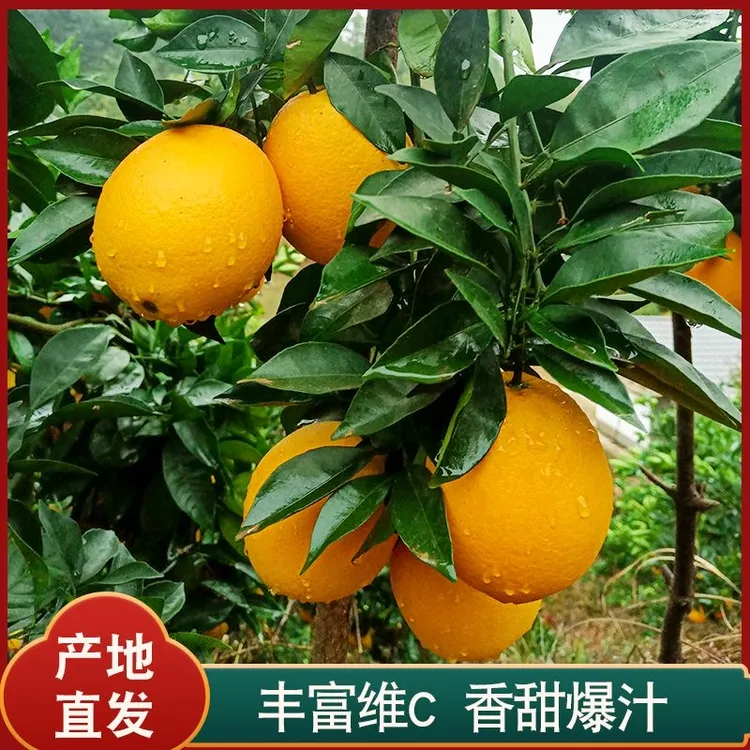 正宗寻乌赣南脐橙原产地直发皮薄多汁手剥橙子5斤10斤精品果道德