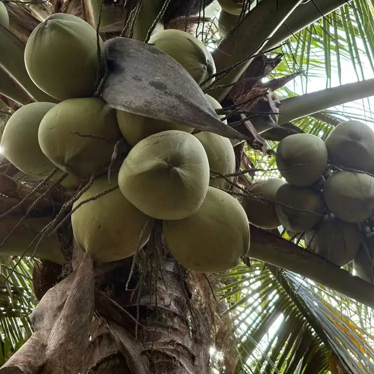 青椰子清甜多汁新鲜水果可作天然电解质水