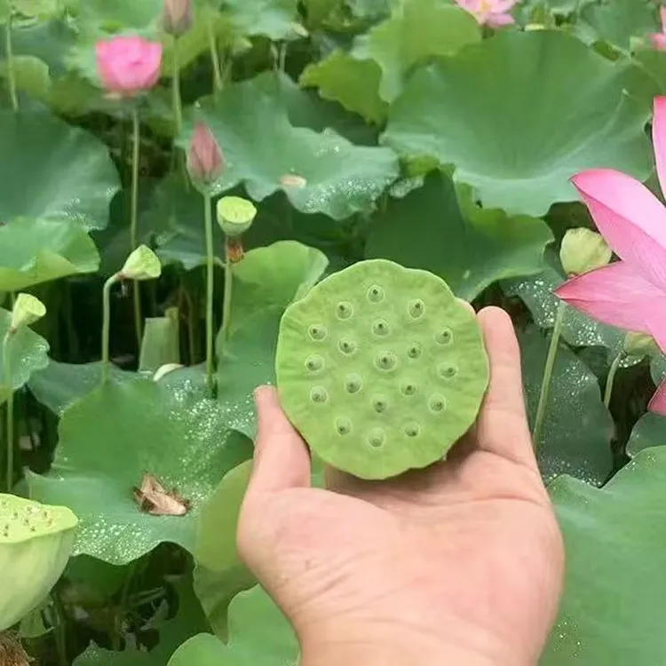 新鲜嫩莲蓬太空莲鲜甜绿色农家白莲子米当季现摘正宗
